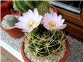 Gymnocalycium ritterianum